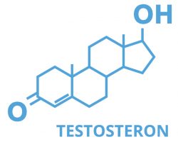 Production de testostérone