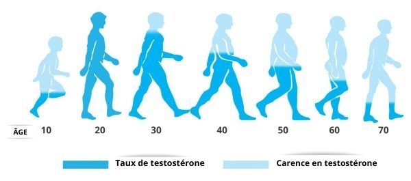 Taux de testostérone